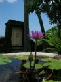 A small lotus bowl in my garden then through the doors to the water.
