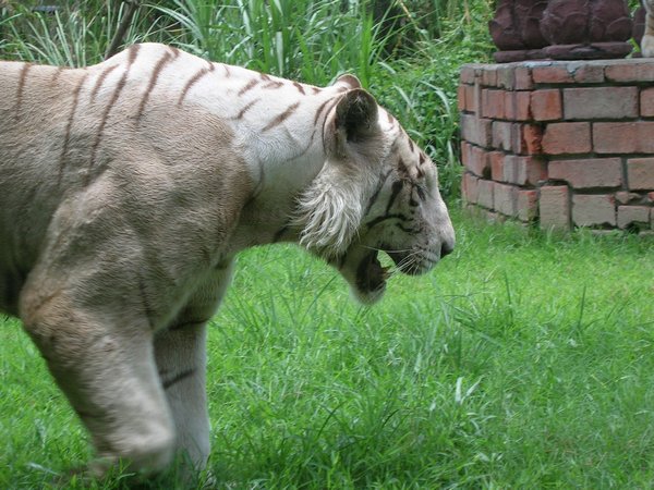 A fabulous white tiger at the Bali Safari Park.