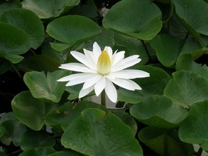 A perfect lotus flower in a pond at the guest house.