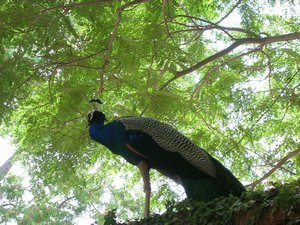 A beautiful peacock on a wall in Auroville.