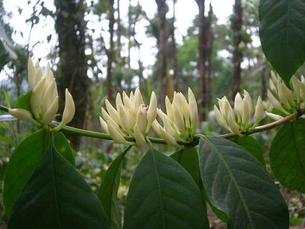 More wonderful coffee flowers.