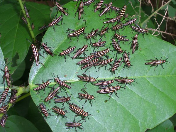 Tiny crickets devouring a small shrub.
