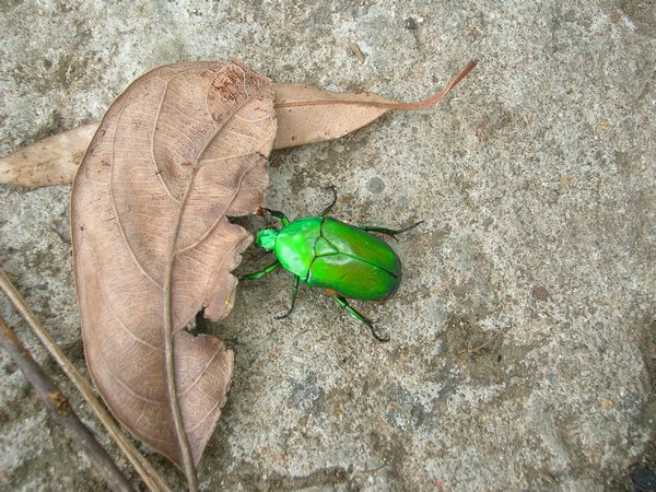 A beautiful emerald beetle.