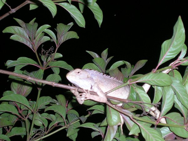 A chameleon outside my room.