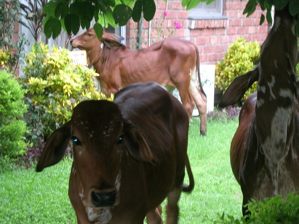 The ashram cows sometimes just wander around eating all the shrubs and leaving presents.