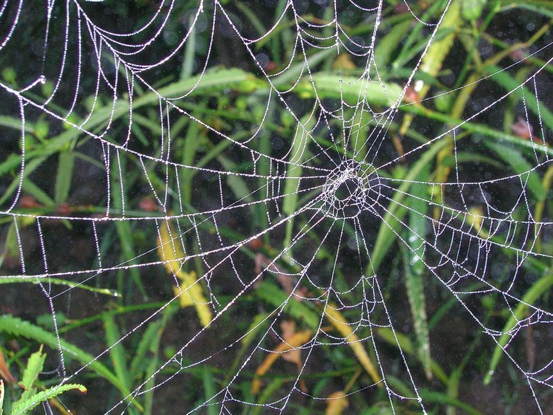 This web looks like strings of pearls.