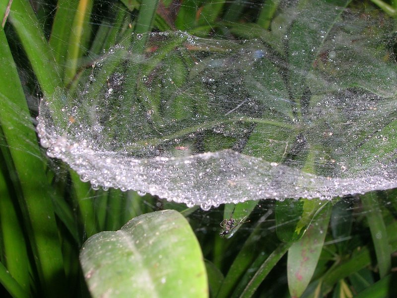 The beauty of this early morning spiders web I found truly amazing.The ant below thought differently!