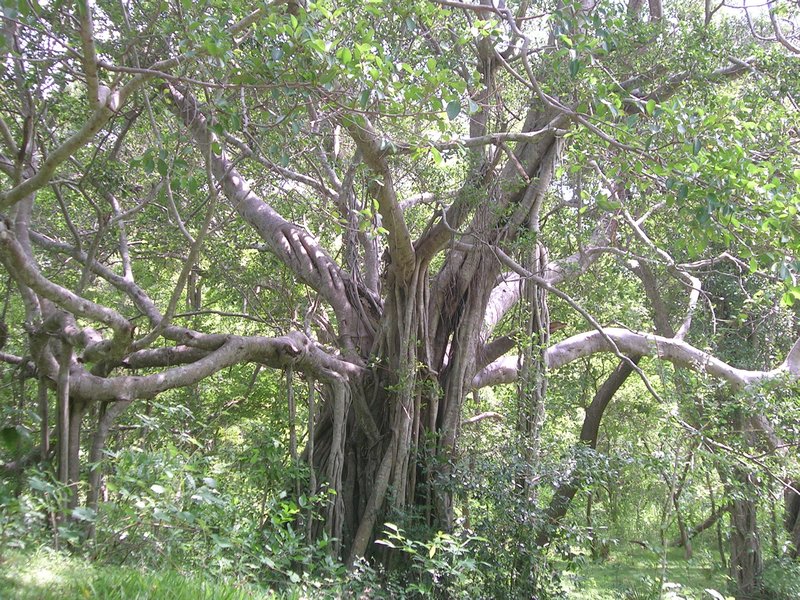 A witch tree, well I think it looks like one any way!