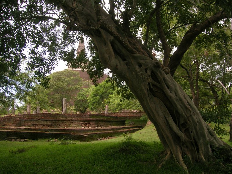 The Rankot  Vihara dagoba or as they are called in India Stupa.