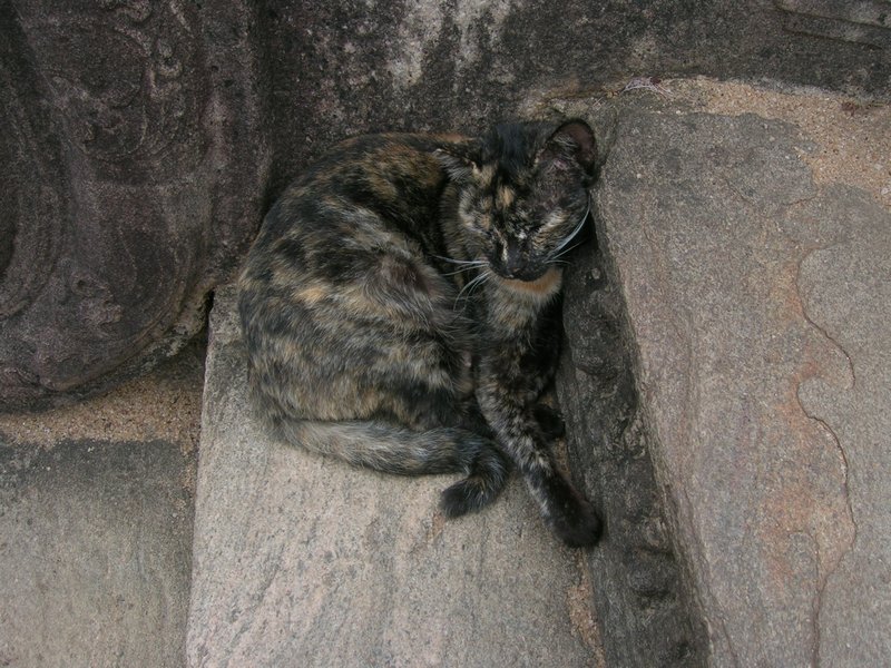 A happy cat on the steps of the vatadage.