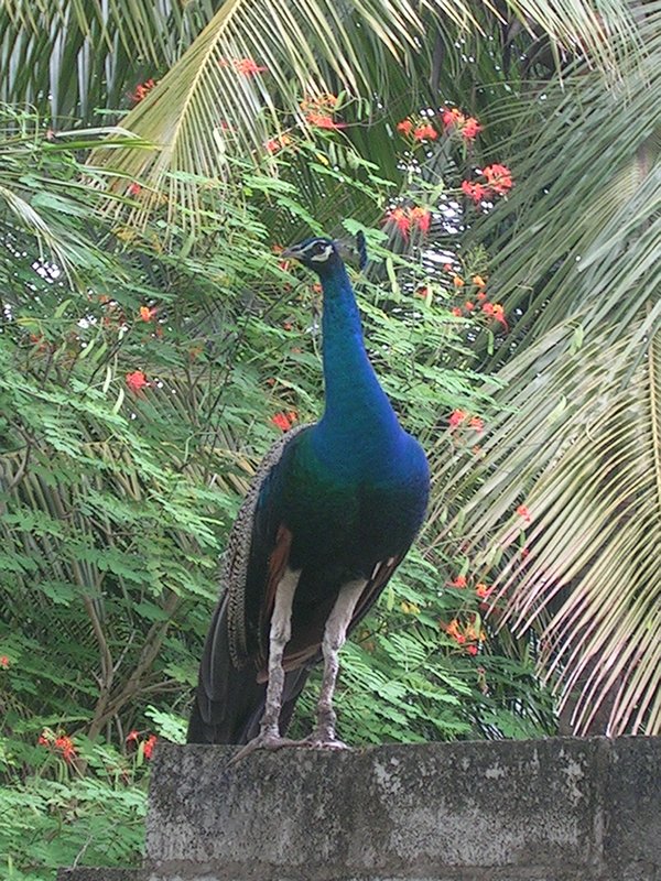 A peacock on our way to Sigiriya