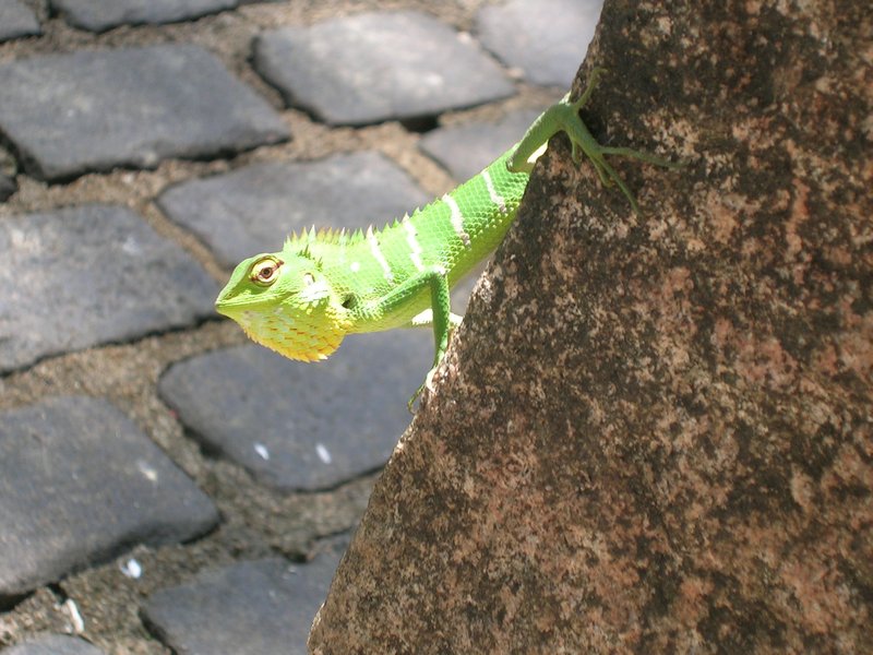 a cheeky chameleon that I saw outside the caves.