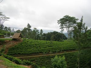 Nurawa Eliya has many tea plantations.