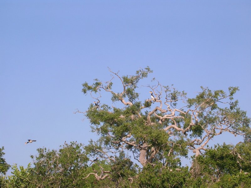 You may just have to believe me that there are 3 hornbills in the tree and one flying away.