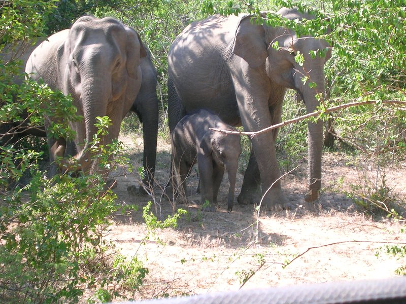 Part of a large herd of elephants with about a 2 month old baby.