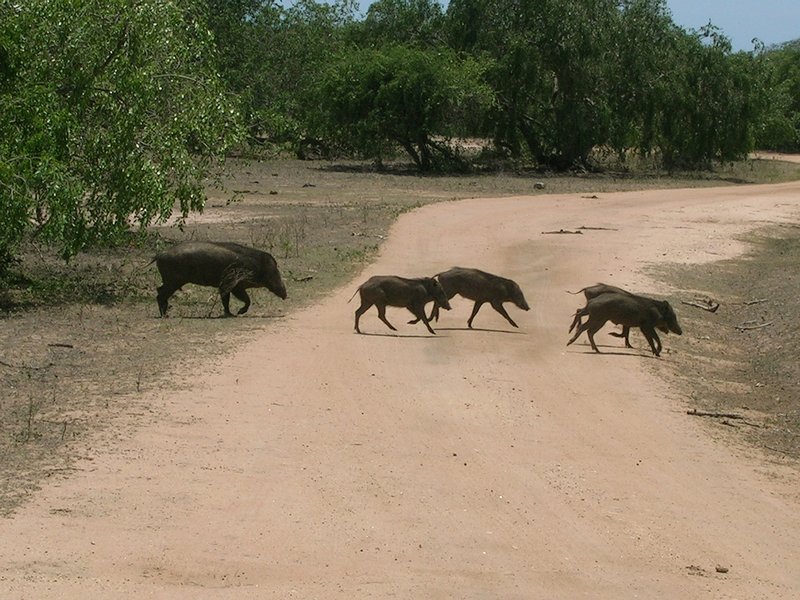 Very shy wils boar crossing.