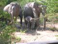 Part of a large herd of elephants with about a 2 month old baby.