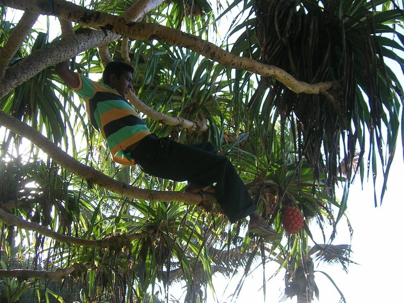 A young chef I  met on the beach trying to get a strange fruit for me.