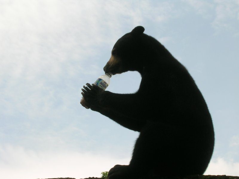 I'm not sure that chocolate milk is sun bears natural diet but he loved it.