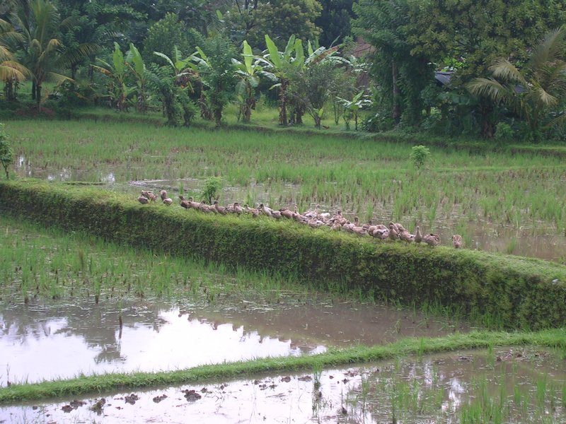 The restaurant looks onto paddy fields, palm trees and ducks.