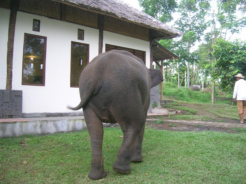 Then an elephant was brought in the crush the beans, more environmentally friendly.