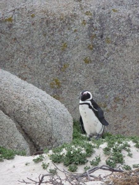 Penguin at Boulders Beach