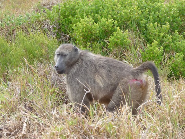 Chacma Baboon in the Cape Point NP