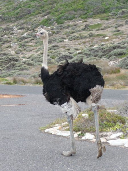 Ostrich in the Cape Point NP