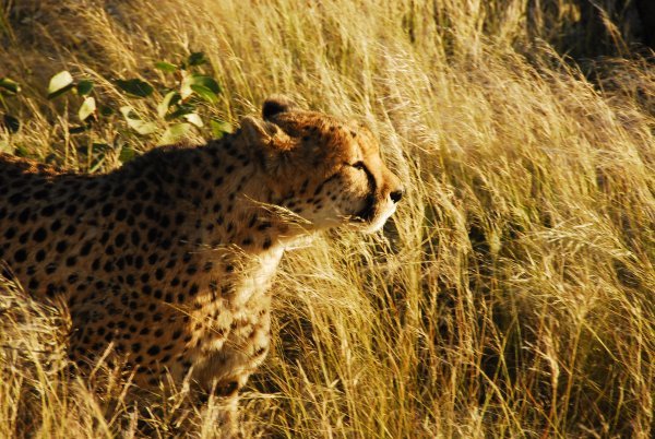 Wild cheetah 1