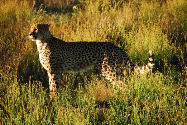 Wild cheetah 3