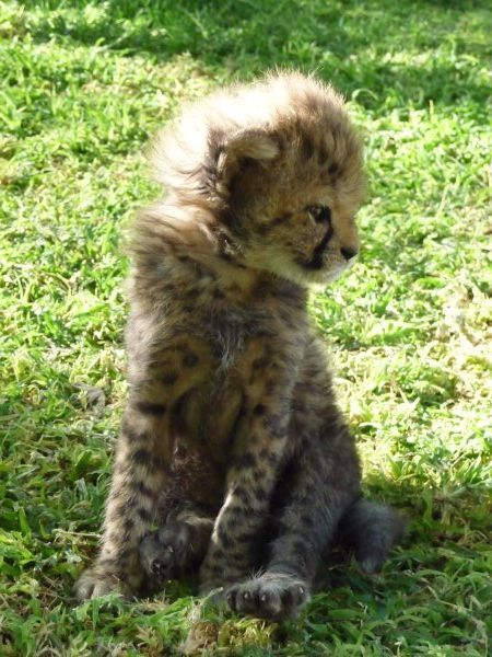 Baby punk cheetah cub