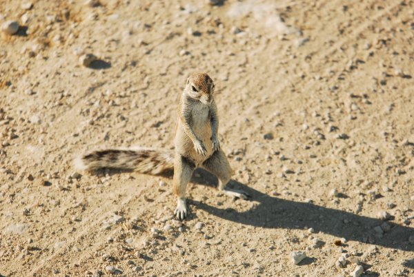 Ground squirrel strutting his stuff