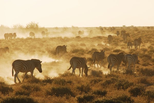 Herd of zebra at sunset