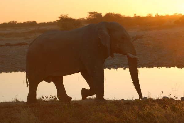 Elephant at the watering hole at sunset
