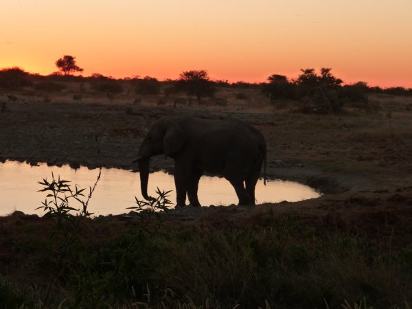 Elephant at watering hole at sunset