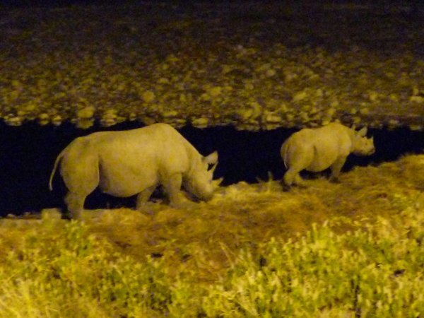 Rhino at the watering hole