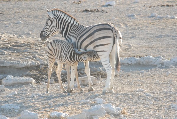 Zebra and calf
