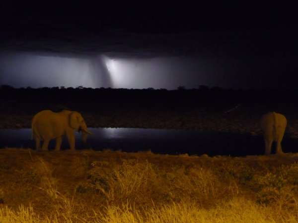 Lightening storm at watering hole