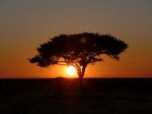 Acacia tree at dawn 