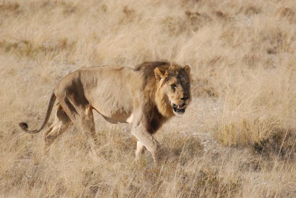Very ill looking male lion