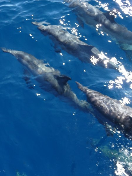 Spinners Dolphins