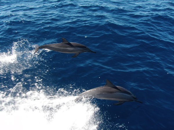 Spinners Dolphins