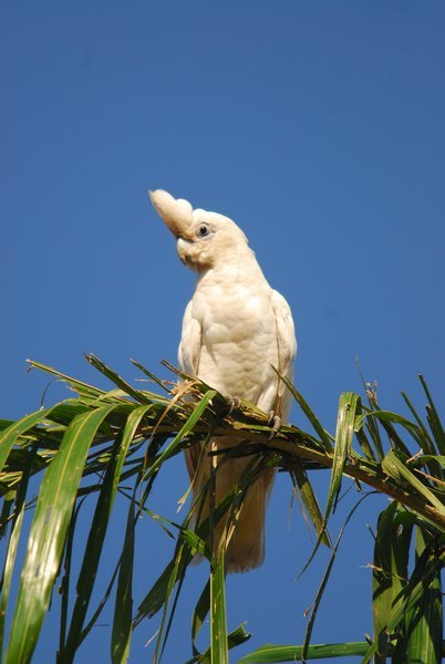 A cockatoooooo