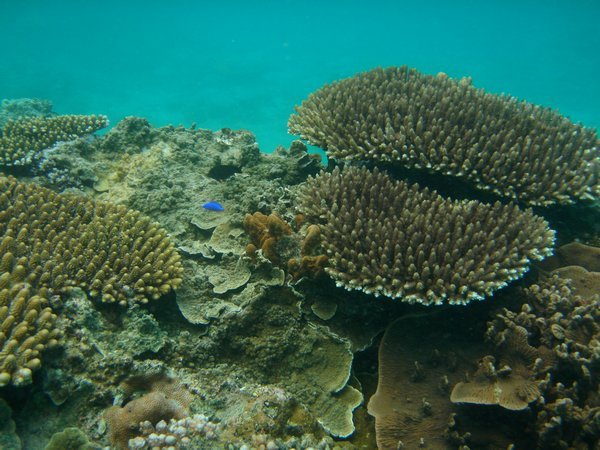 Pretty reef, nasty reef
