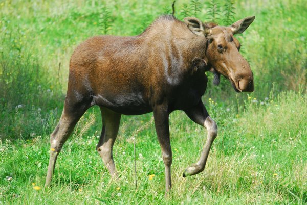 A moose - they're fab