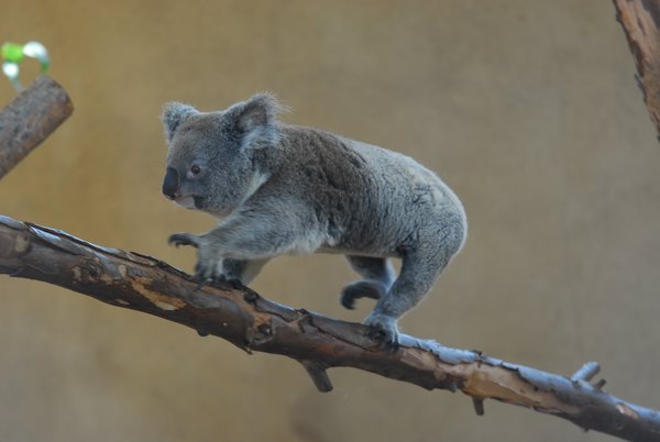 Energetic koala