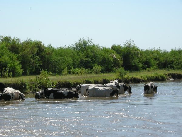 Cows in the Canal