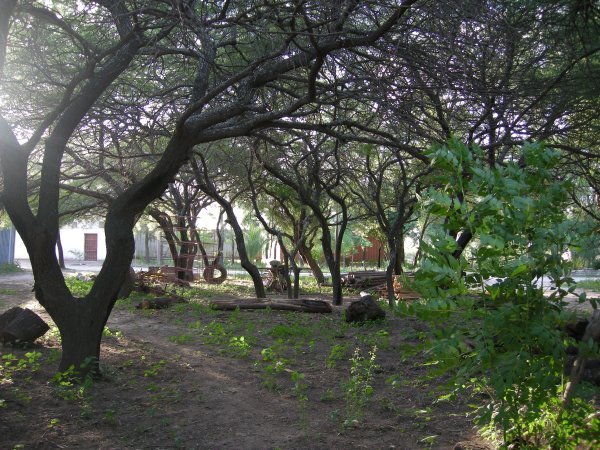 trees in Fernandez
