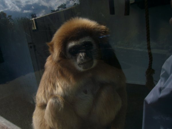 Gibbon at the zoo