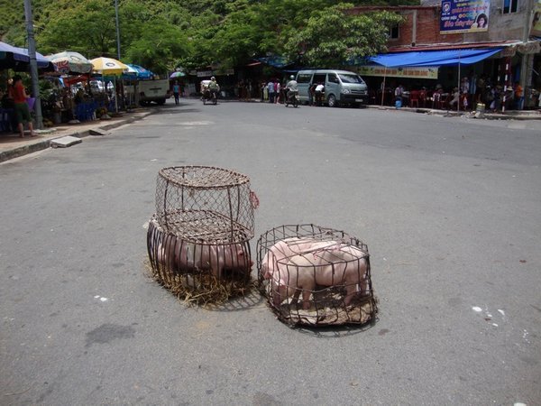 Pigs in cages in the middle of the road - only in Asia!